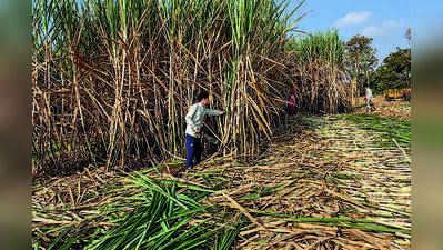 Appeal for more subsidy to cane growers