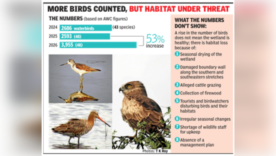 Sultanpur park sees 53% rise in waterbirds, far below 2023 peak