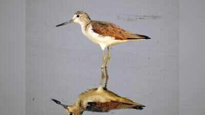 Sultanpur park sees 53% rise in waterbirds, far below 2023 peak
