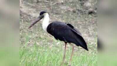 Sultanpur park sees 53% rise in waterbirds, far below 2023 peak