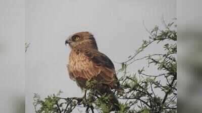 Sultanpur park sees 53% rise in waterbirds, far below 2023 peak