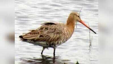 Sultanpur park sees 53% rise in waterbirds, far below 2023 peak