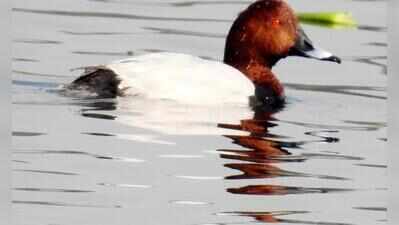 Sultanpur park sees 53% rise in waterbirds, far below 2023 peak