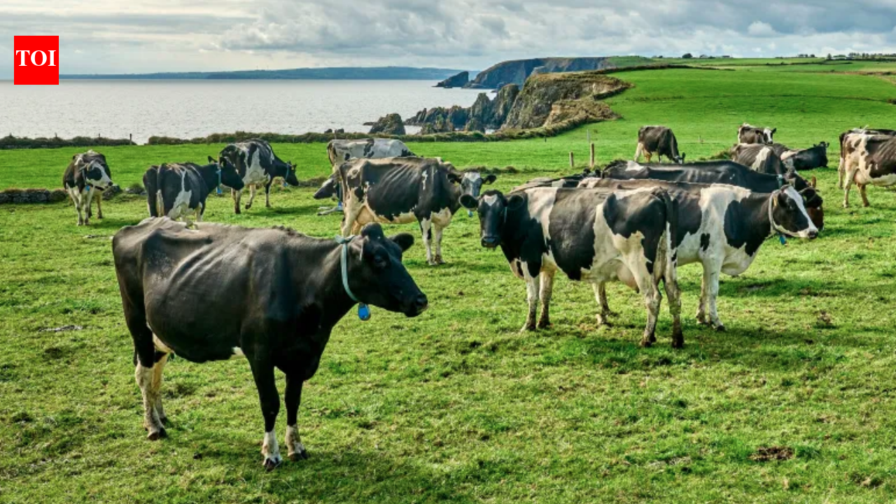 Irish farmer builds solar farm on 1.5 acres, powers 150 homes while sheep graze beneath panels