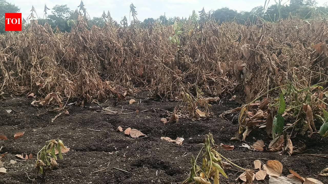Mahabeej agrees to compensate farmers over poor soybean germination ...