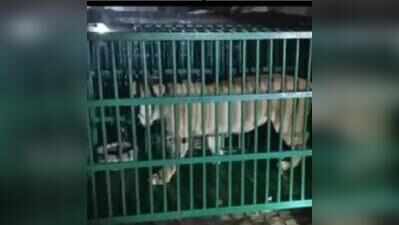 Lioness Bijli brought to Kanpur Zoo