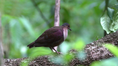 In 2025, conservation teams began removing invasive rats and pigs from a Pacific island; by 2026, native forests were regenerating, rare birds were nesting and sea turtles had returned after decades