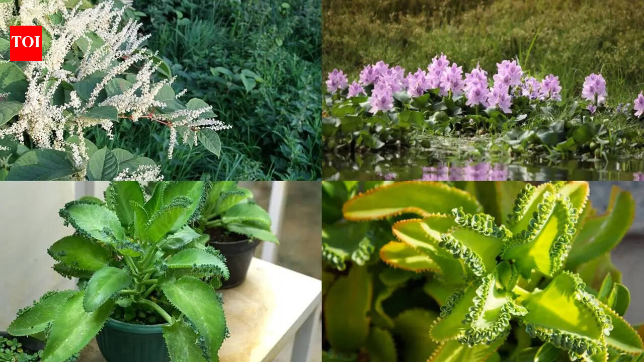 These 'invincible' plants are taking over gardens—and they only need a tiny fragment to grow.
