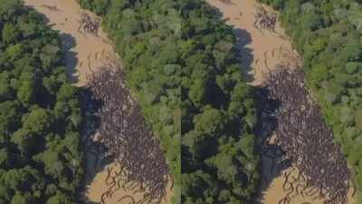 Fact check: Are hundreds of anacondas gathering in Brisbane’s river? Viral video draws AI claims, with no official confirmation