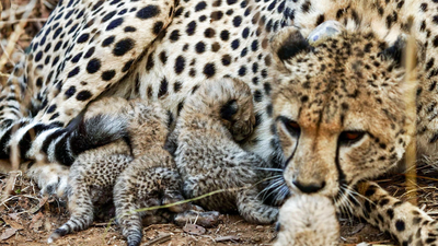 Centre deputes a high-level team to investigate death of Cheetah, caused by firearm pellet injuries, in Madhya Pradesh