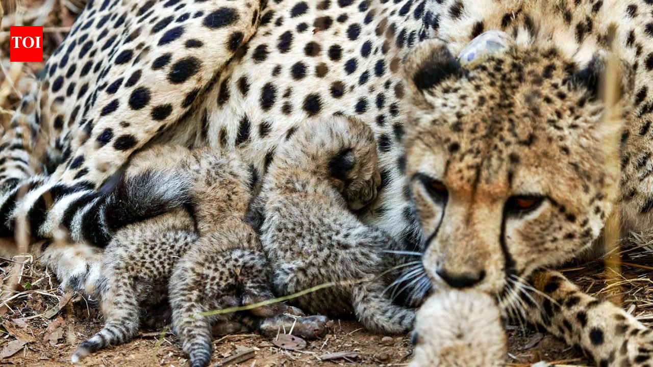 Centre deputes a high-level team to investigate death of Cheetah, caused by firearm pellet injuries, in Madhya Pradesh