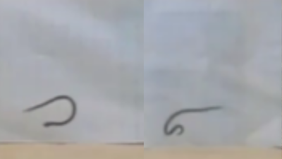 Meet Dwarf Reed snakes who 'cartwheels' their way out of danger: How the secretive reptile launches, loops and rolls its way to safety