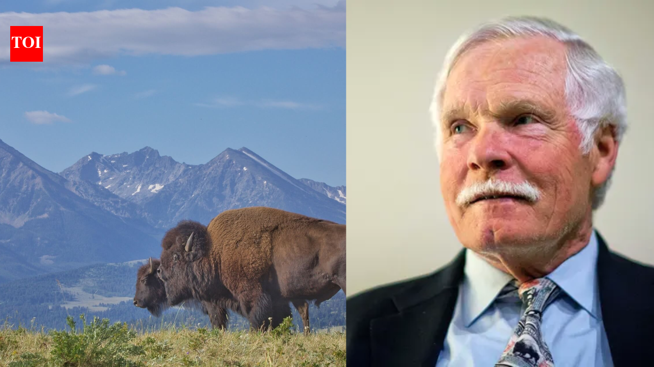 Ted Turner swapped cows for bison, but his 'unusual rule' for Yellowstone's wolves changed everything for his ranch.
