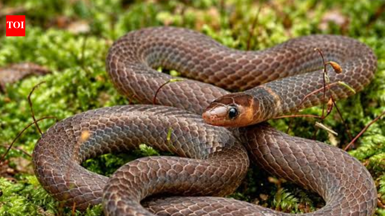 Cartwheeling Snakes Escape Danger: Dwarf reeds roll at 12 feet per second; study reveals unusual locomotion