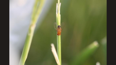 Scientists in Pennsylvania tracked 10 fruit fly populations for four months, revealing rapid evolution and widespread genetic changes as summer turned to autumn