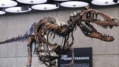 In 2019, a Montana rancher found a rare dinosaur skeleton on her land; seven years later, the 70%-complete Nanotyrannus sold for $47.3 million at a New York auction, far above its $9 million top estimate