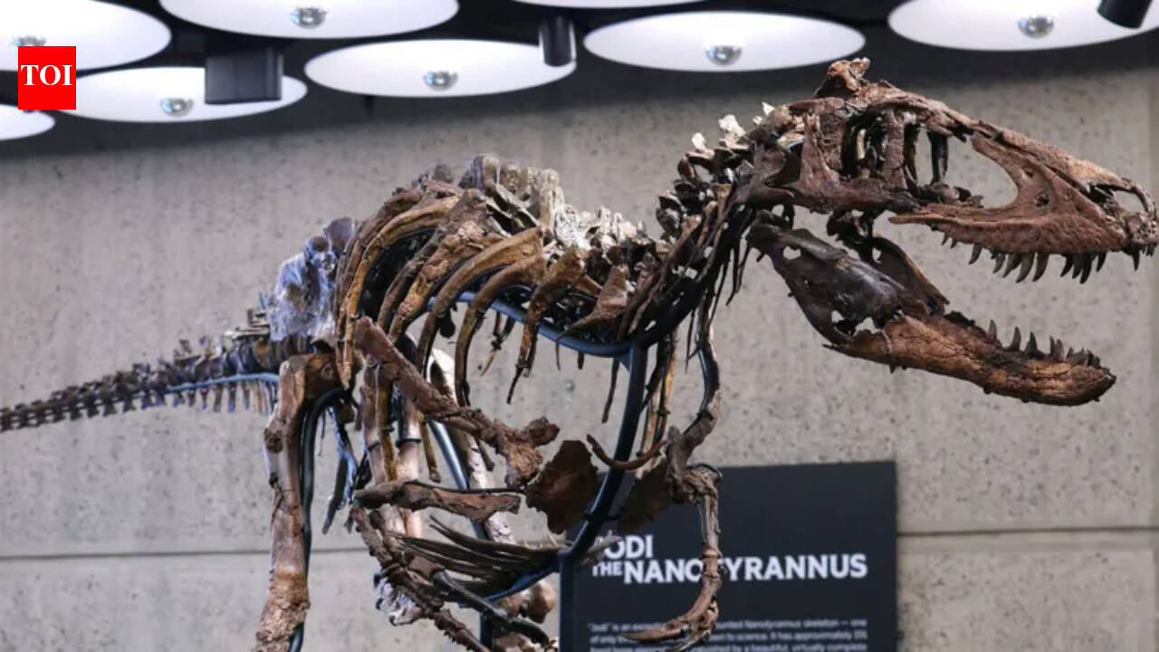 Montana rancher’s rare dinosaur fossil sells for record $47.3 million at auction