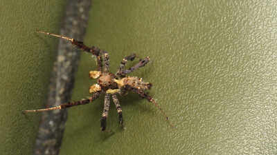 Do spiders dream? Researchers studying Australian jumping spiders have found sleep patterns resembling REM sleep, raising new questions about dream-like states in invertebrates