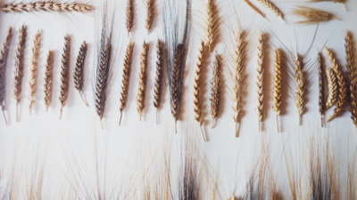 Italian farmer planted mysterious seeds found in attic, discovered ancient biblical wheat with seven ears on one stalk that could help crops survive drought and climate change