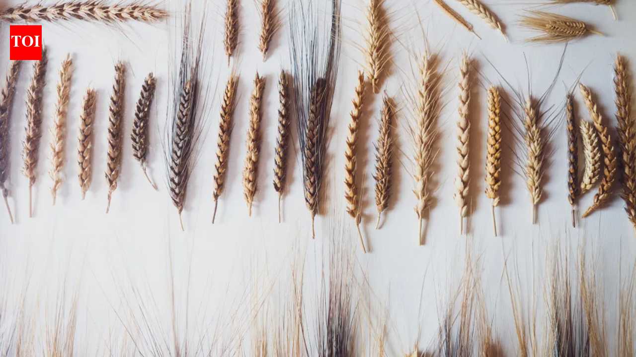 Italian farmer plants attic seeds, discovers wheat with seven ears on one stalk
