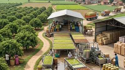 Pratapgarh’s Amla economy: How UP built a value-added rural industry