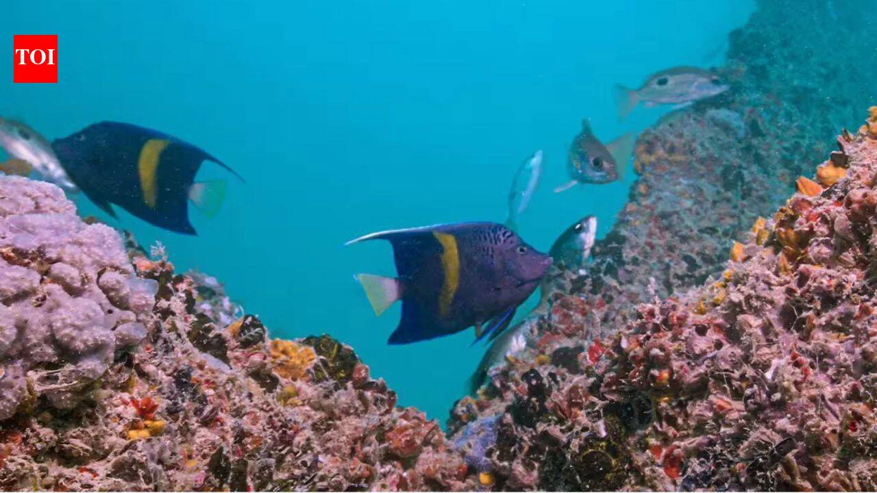 Dubai is growing coral in hotel lagoons before moving it back to the sea