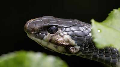Invasive Burmese pythons and Florida’s native snakes show different parasite infection rates, offering researchers a baseline for future monitoring