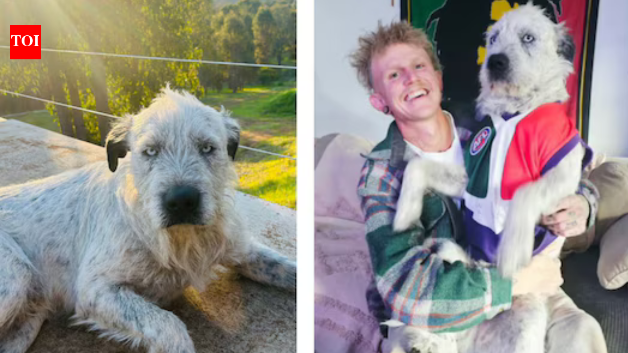 Australian man offers $10,000 for missing dog, targeted by AI-photo scam