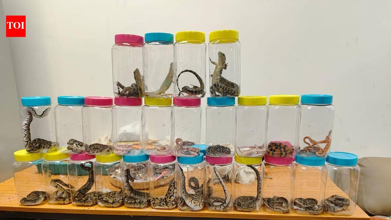 45 exotic reptiles seized at Trichy airport | Trichy News - The Times ...