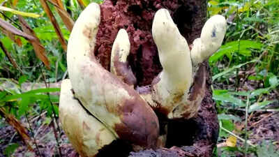 Scientists have discovered a giant new fungus in China that grows up to 20 inches tall and weighs nearly five pounds, making it the largest known of its kind and a surprising new find in a well-studied group