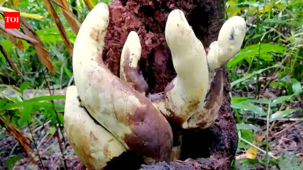 Scientists in China find 'D-rex', a giant 20-inch fungus