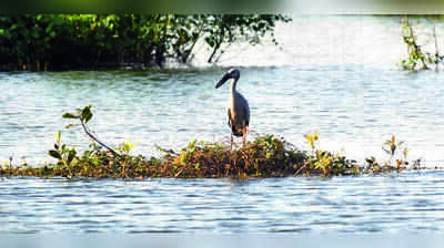 Tamil Nadu Forest Department Forms Eco-Committees to Protect Vedanthangal