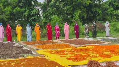 Kashi temple flowers find new life as incense, dhoop and herbal ...