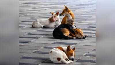 Stray dog PIL: 13 Gujarat dists have no ABC centres