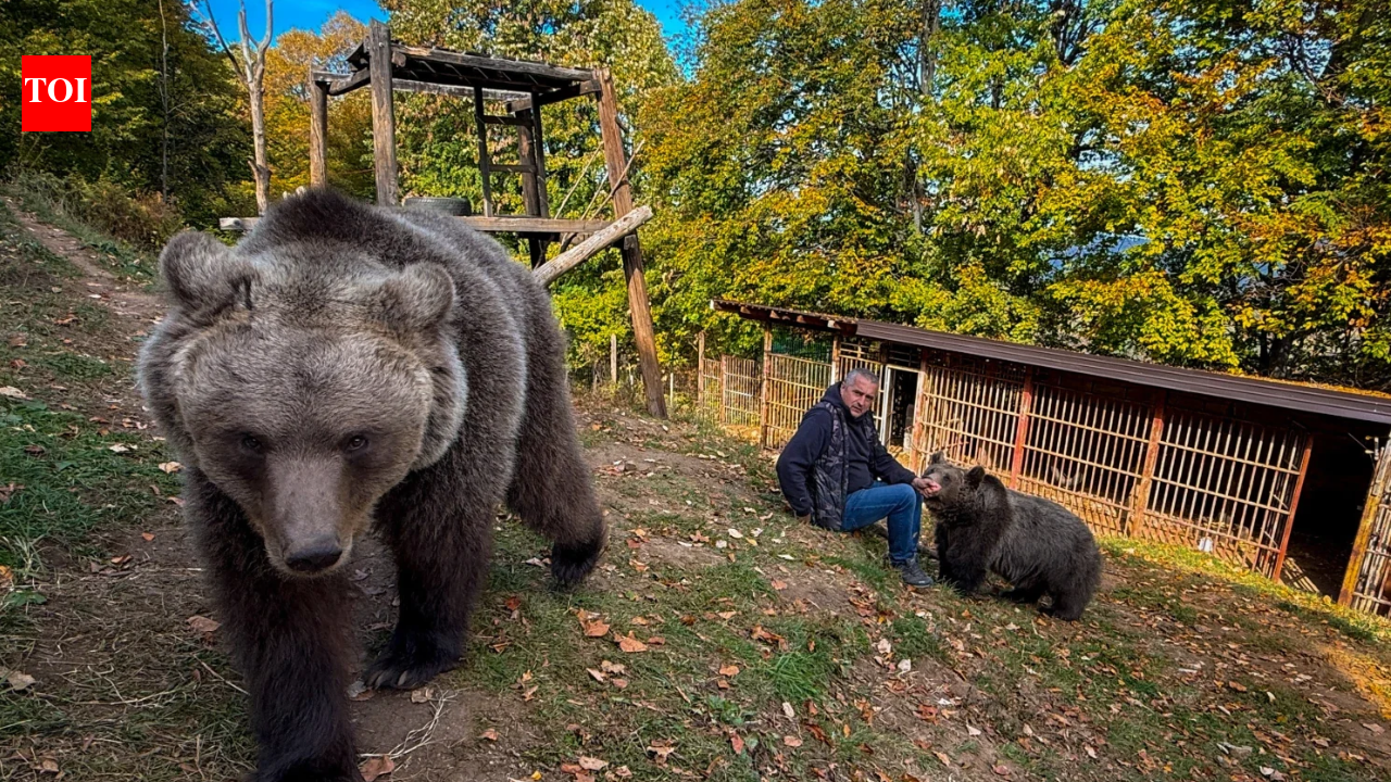 Man And Bear Sanctuary: Bosnian electrician’s rescue reshapes family home; future of bears uncertain