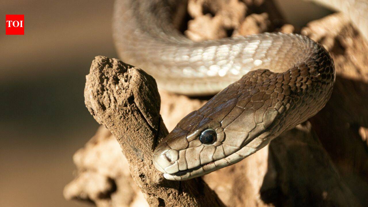 Why the black mamba is named after the inside of its mouth, not its ...