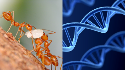 The asteroid that wiped out the dinosaurs 66 million years ago may have also set the stage for ants to conquer the planet, with scientists finding a surprising boost from so-called jumping genes hidden in ant DNA