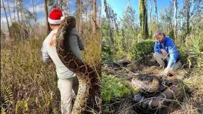 Florida biologist tracked a 153-pound Burmese python, one of the largest in Everglades using a radio-tagged 'spy' snake: How did the snake help capture one of the largest invasive species?