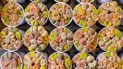These tiny succulents look like pebbles and can disappear into a tray of stones: The way they store water and use light makes them unlike ordinary houseplants