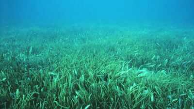 Scientists discover methane-producing microbes in coastal sand that ...