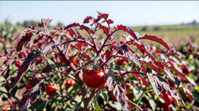 Cornell scientists engineered tomatoes that turn red-purple when nitrogen is low and are testing whether the colour change can help farmers use fertiliser more precisely