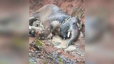 Elephant carcass found in Latehar forest, probe ordered