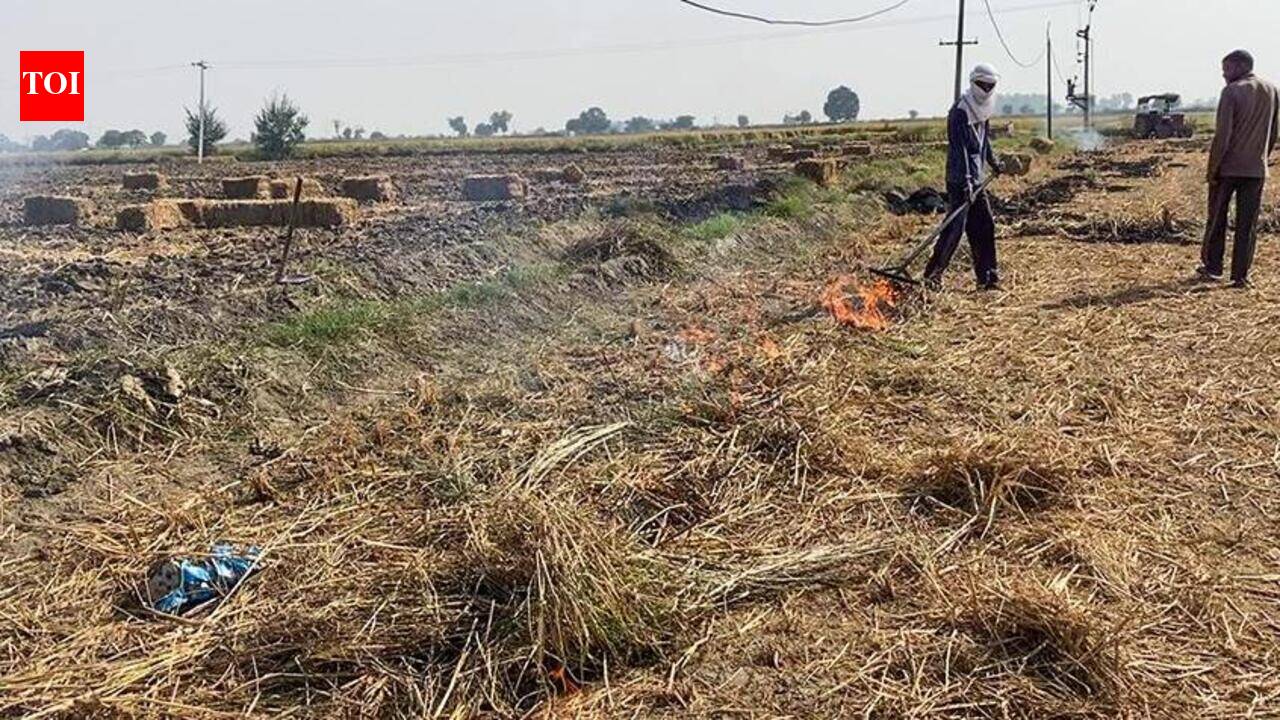 Burning 1 tonne of paddy straw destroys 400kg organic carbon, PAU experts warn