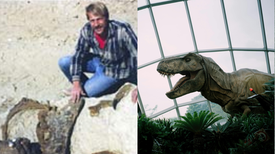 In 1987, an amateur fossil hunter found a T. rex in South Dakota; the $31.8 million skeleton now stands in Abu Dhabi