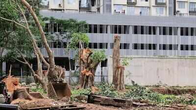 PCMC notice to garden dept chief over alleged age manipulation of 52 trees felled in Pimpri