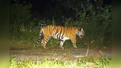 Buxa tigress untraceable for over 18 hrs as GPS collar goes off radar near Assam village, SSB joins search op, drones deployed