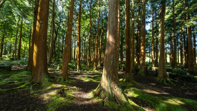 US lost nearly 10 million acres of forests to development and cropland between 1990 and 2017, with 11 states accounting for 70% of the loss