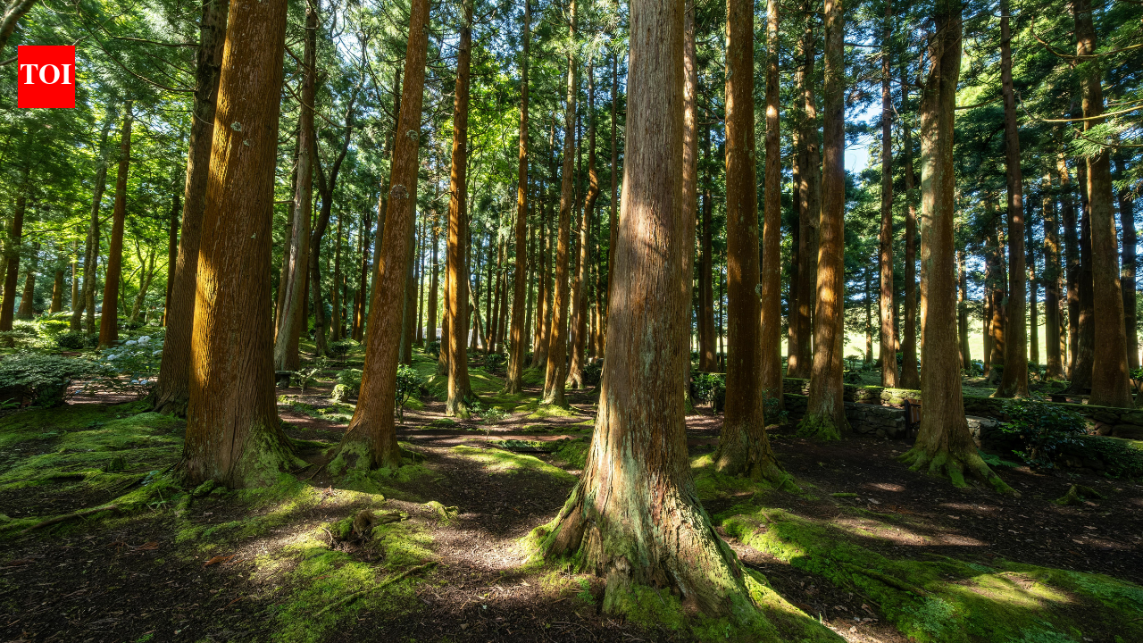US lost nearly 10 million acres of forests to development and cropland between 1990 and 2017, with 11 states accounting for 70% of the loss