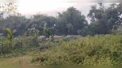 Herd of jumbos from Bornadi Wildlife Sanctuary tramples 3 to death
