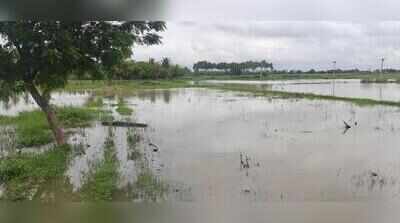 Lohgarh link minor breaches twice in eight days, inundates paddy fields